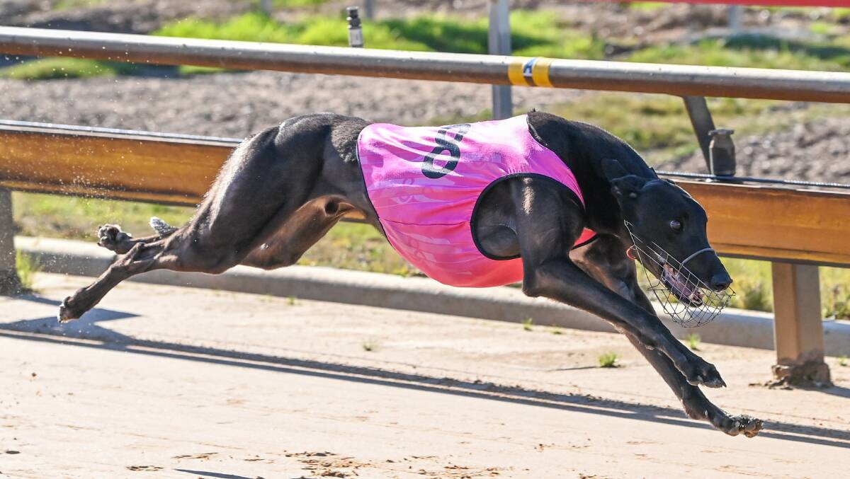 HARDEST TO BEAT: Shime Shine is the favourite for Friday night's Bendigo Cup.