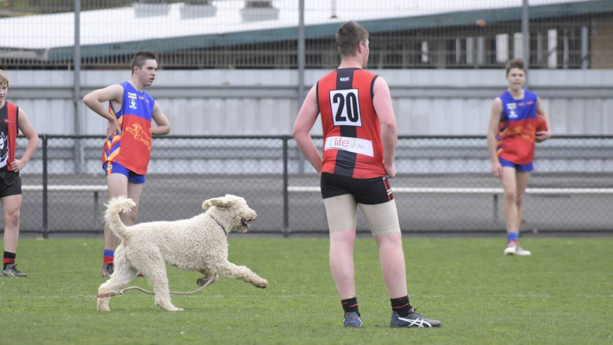 CHASING THE BALL: Play was stopped for a short time in the Marong versus White Hills game after a dog entered the arena.