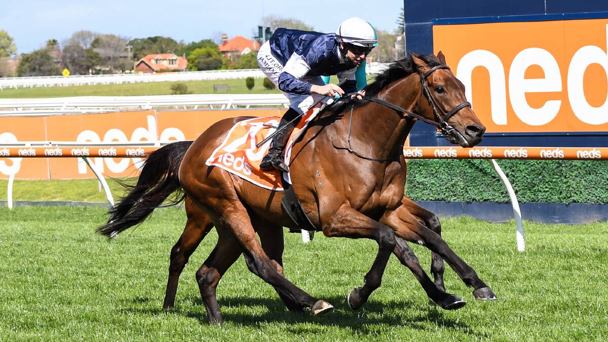 FAMOUS SILKS: The Danny O'Brien-trained Saracen Knight has been well-supported to win Wednesday's Bendigo Cup. Picture: RACING PHOTOS