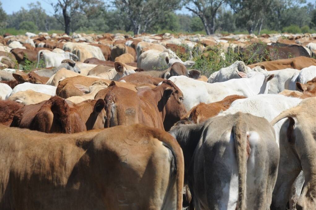 SUSTAINABLE: The Australian beef industry will be reviewed on it's sustainability in June. Picture: FILE