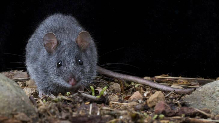 ON THE MOVE: Bendigo residents are encountering mice in their homes as the rodents move indoors to escape the colder weather..