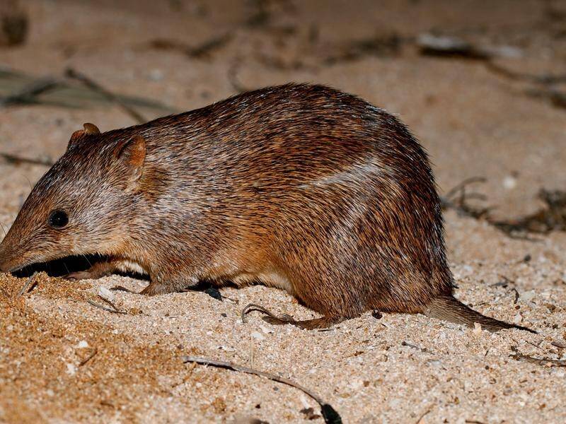 About 40 golden bandicoots have been released to the Strzelecki Desert in far-west NSW.