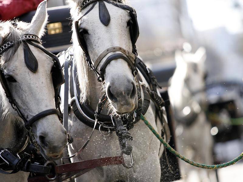 Horse-drawn carriages will be banned from the Melbourne CBD but can work on the city outskirts.