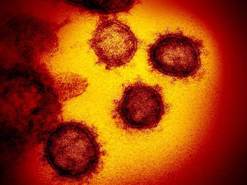 Two main strains of the coronavirus are circulating in humans, Chinese scientists say.