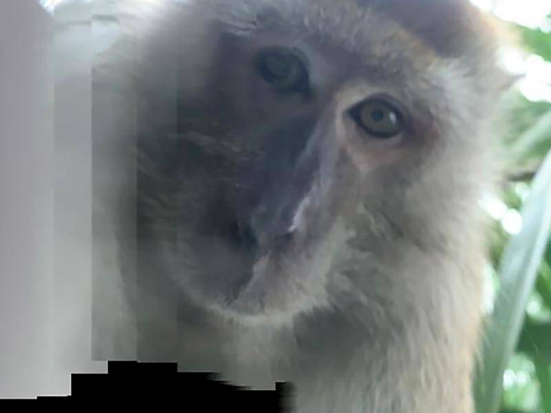20 Monkeys Pose For The Camera In Hilarious Set Of Snaps | Affenbilder,  Katzen-memes, Lustige bilder von tieren