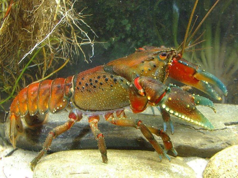 The Tianjara crayfish of southern NSW is considered critically endangered. (HANDOUT/DEPARTMENT FOR ENVIRONMENT AND WATER)