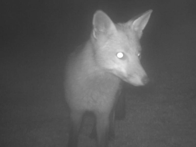 A fox has been caught after posing a threat to little penguins on Victoria's Phillip Island