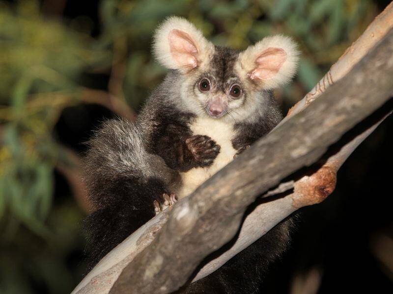 The habitat of the greater glider possum will be expanded with 600,000 new trees in Victoria. Source: MATT WRIGHT