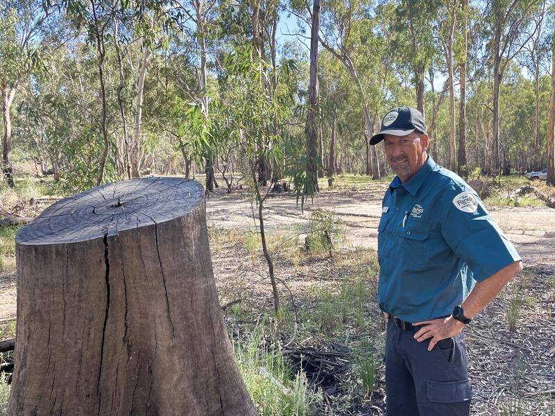 Parks Victoria's Chris Mercier is targeting firewood poachers in the Lower Goulburn National Park. (Adrian Black/AAP PHOTOS)