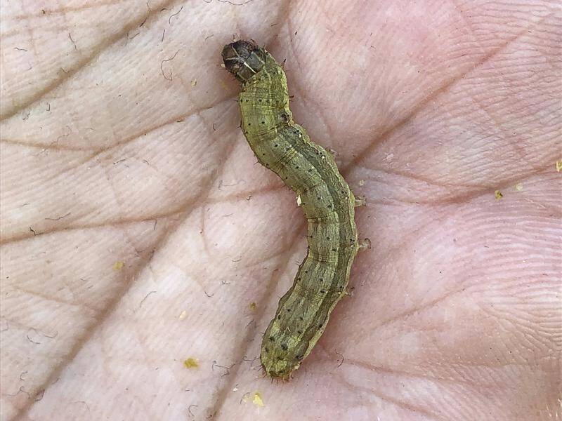 The fall armyworm, which can destroy crops overnight, has been detected in Australia.