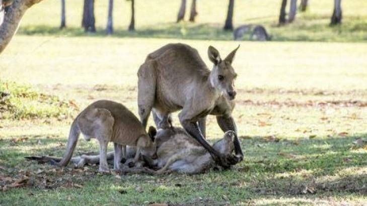 A Hervey Bay photographer has captured a kangaroo mourning the loss of its mate in the wild. Photo: Evan Switzer