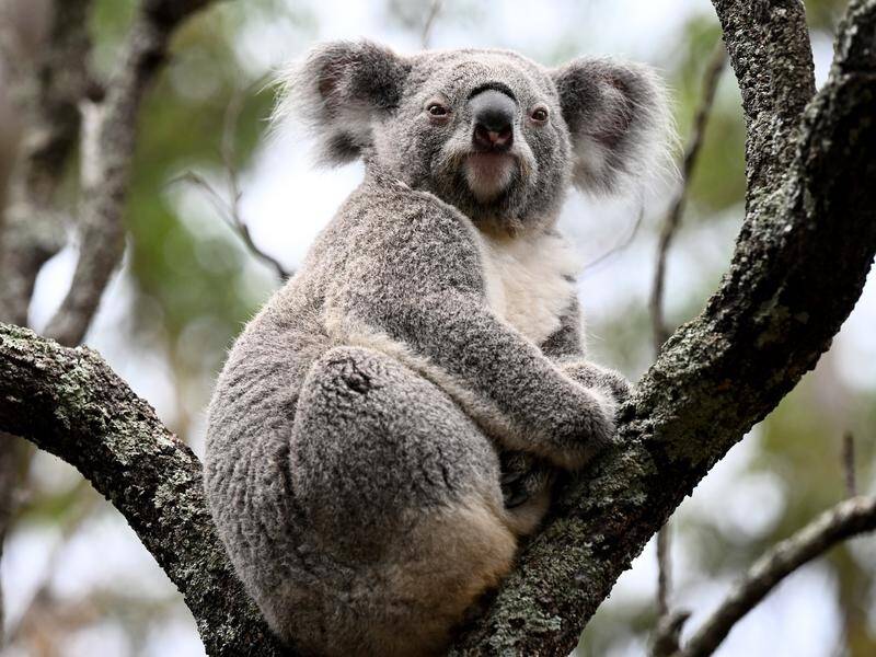 NSW says it can't and won't accept a future without koalas. (Dan Himbrechts/AAP PHOTOS)