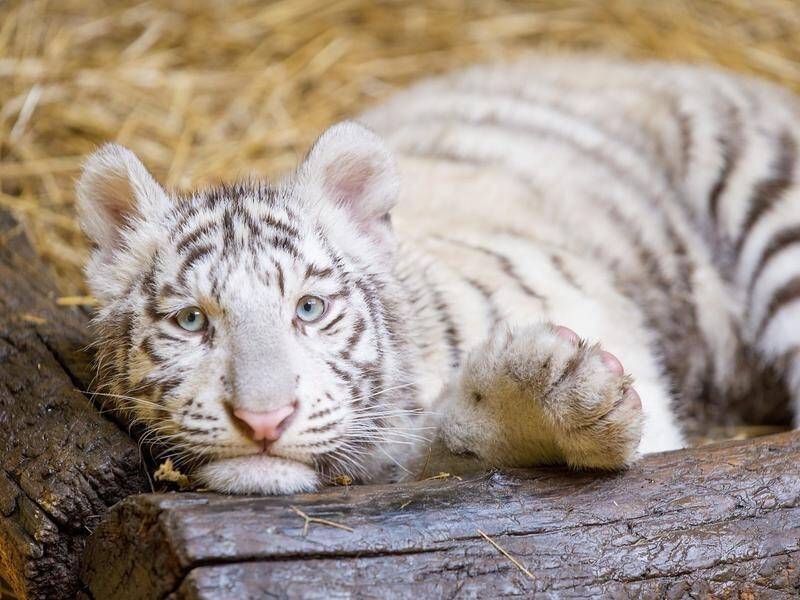 Four white tiger cubs, similar to this one have been impounded by customs officers in Tunis.
