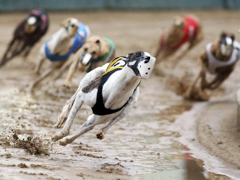 Greyhound racers in the US are facing claims that live rabbits are being used in training dogs.