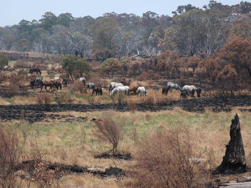 Brumbies are "damaging a fragile and unique ecosystem within the national park", Sussan Ley says.