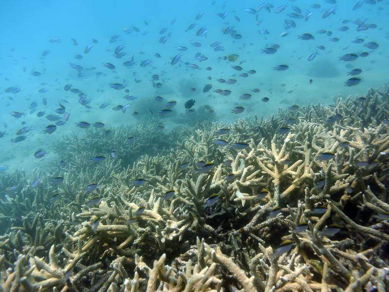 The federal government will spend $500m on measures to help the health of the Great Barrier Reef.
