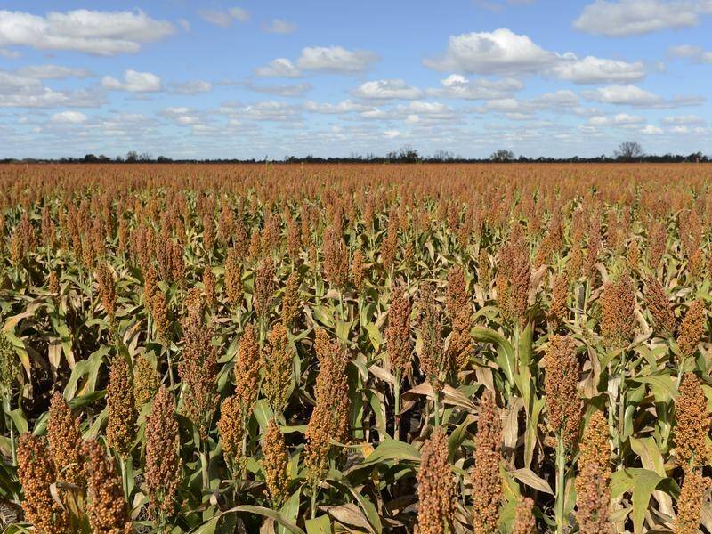 Planting of summer crops like sorghum are forecast to plunge by 66 per cent in a new ABARES report.