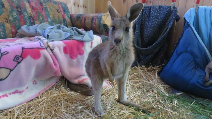 An orphaned joey from the Lancefield fire that was raised and cared for by the Pastoria East Wildlife Shelter that now faces being culled. Photo: Pastoria East Wildlife Shelter