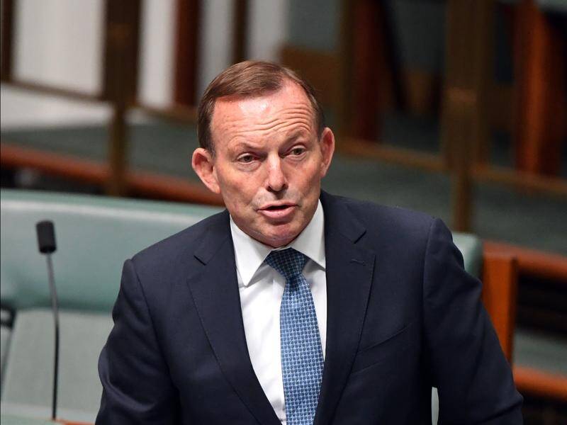 A former Malcolm Turnbull staffer is planning to run against former prime minister Tony Abbott