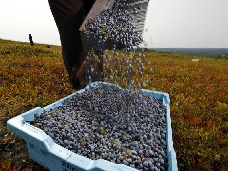 It's alleged blueberry pickers have been made to work seven days a week for less than minimum wage.