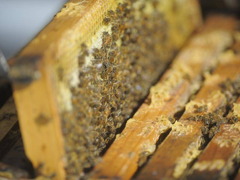 Restrictions have been placed on beekeepers who have hives near the Port of Brisbane. (Lukas Coch/AAP PHOTOS)