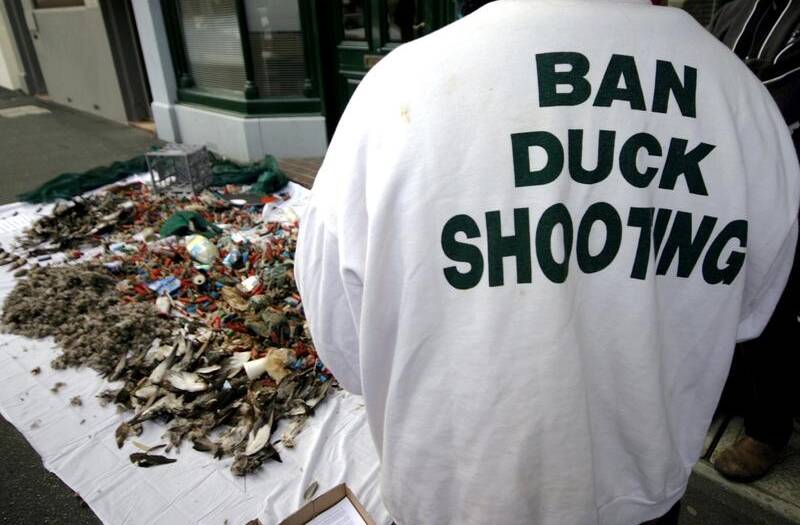 More readers are speaking out against duck hunting. File picture.