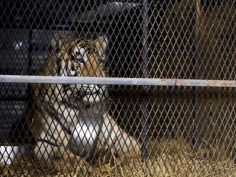 The tiger, named "Tyson", has now been moved to an animal sanctuary in Texas.