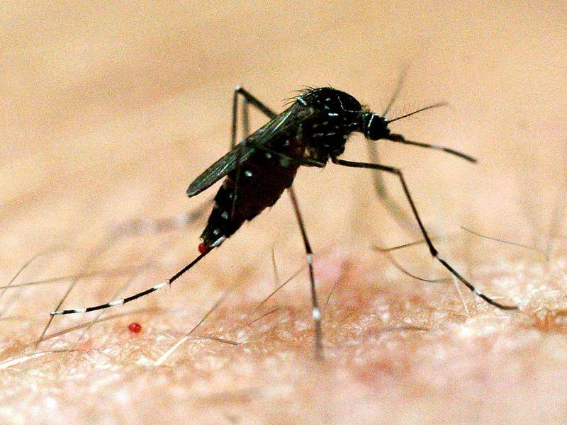 Australia has now recorded 17 confirmed cases of Japanese exephalitis.