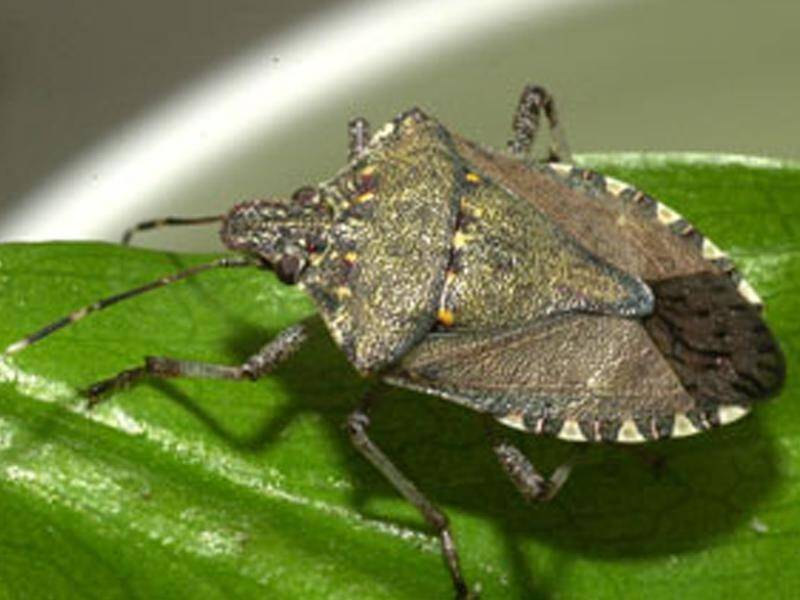 A prolific breeder and resistant to insecticides, the brown marmorated stink bug is a declared pest.