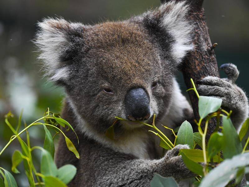 A site on the Gold Coast will become a dedicated koala conservation area, the state government says. (Lukas Coch/AAP PHOTOS)