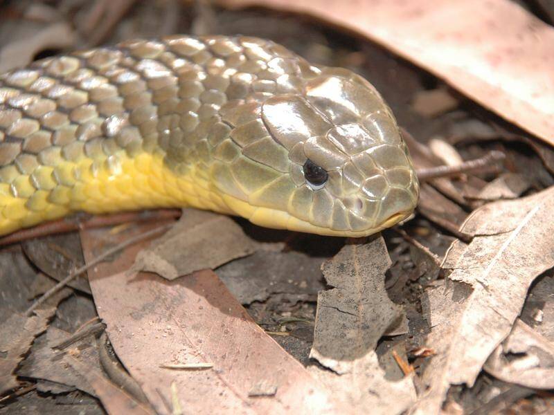 Baby tiger snakes from an island off WA show astonishing evolutionary changes in just a year. (PR HANDOUT IMAGE PHOTO)