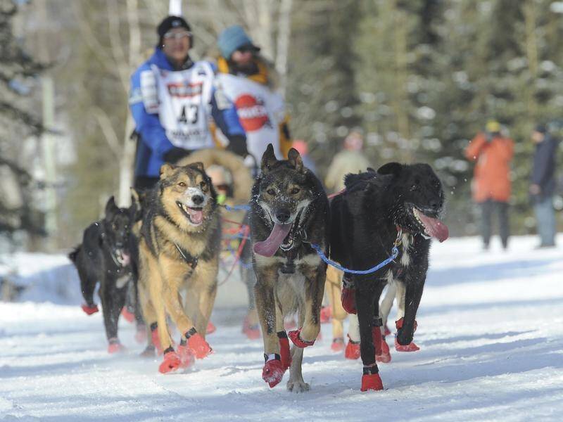 Teams are racing in the snow in the Iditarod Trail Sled Dog Race across Alaska.