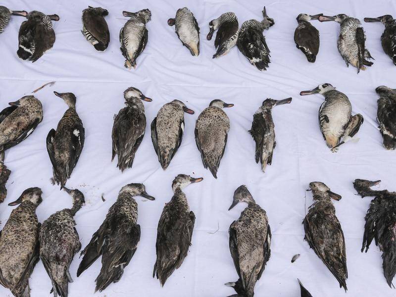 Victoria's hunting regulator is looking into allegations of illegal duck hunting.