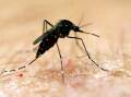 Authorities say the mosquitoes which spread the virus have declined in number, but risks remain.