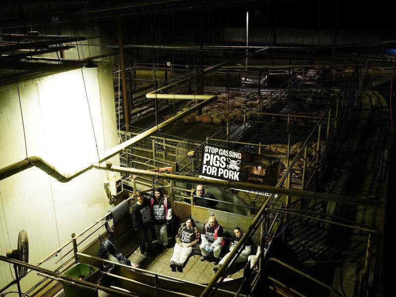 Activists are calling for a ban on the use of gas to stun pigs before slaughter. (PR HANDOUT IMAGE PHOTO)