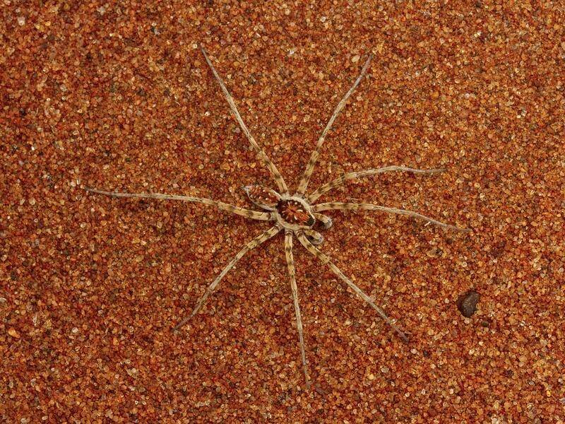 A new spider species called the Caitlin Henderson, named after Australia's noted arachnologist. (HANDOUT/QUEENSLAND MUSEUM NETWORK)