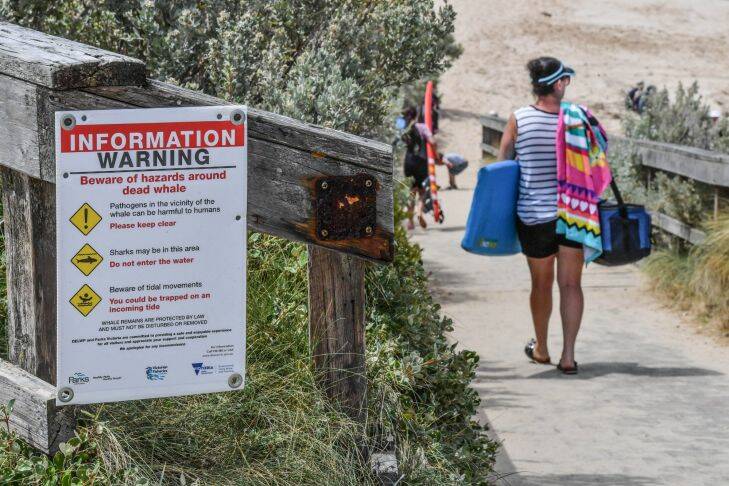 Shark  Warning and Whale remains Warning Sorrento back beach. 3rd January 2018 The Age Fairfaxmedia News Picture by JOE ARMAO