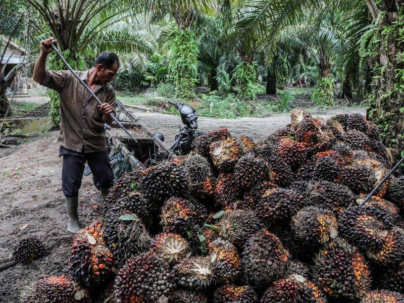 An Indonesian plan to ban palm oil exports is expected to ripple through the world.