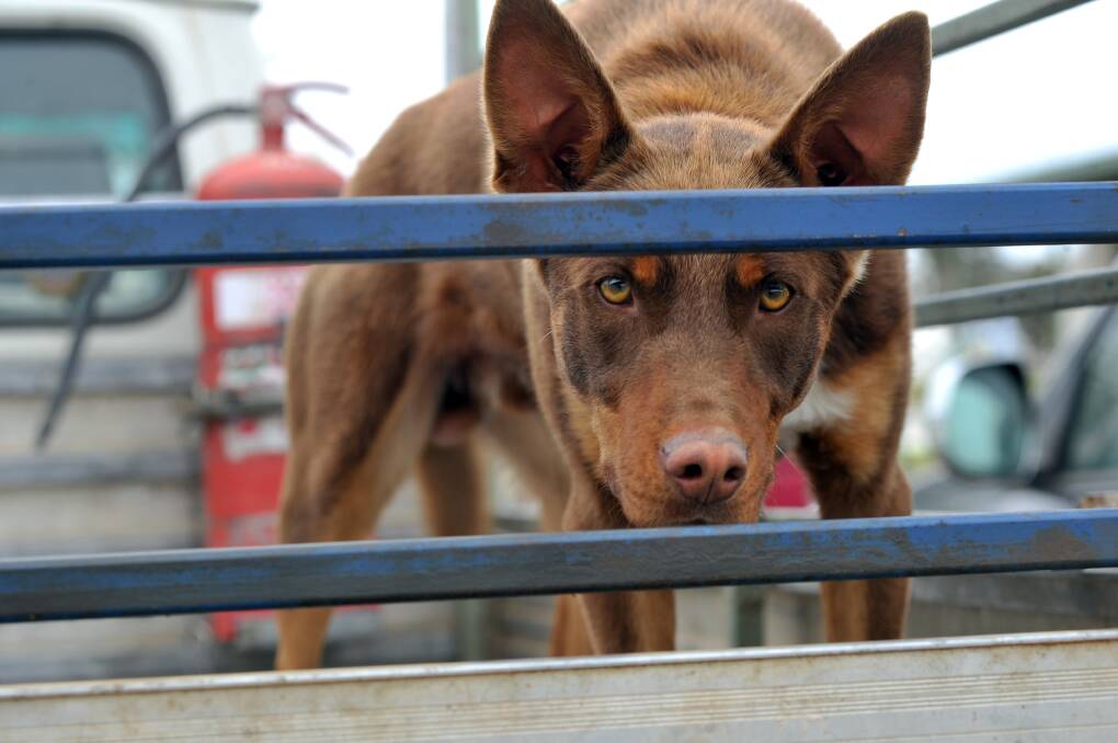 Preview for upcoming Elmore Field Days at the Elmore Events Centre.
Russ the red kelpie keeps an eye on proccedings.

Picture: JULIE HOUGH
30.09.13