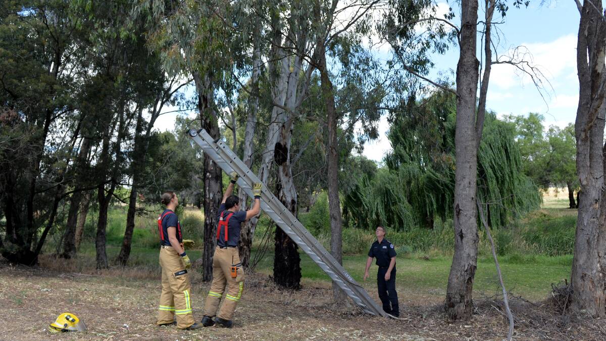 RESCUE: Firefighters were called to retrieve a cat from a tree near lake Weeroona on Friday. PICTURES: Jodie Donnellan.