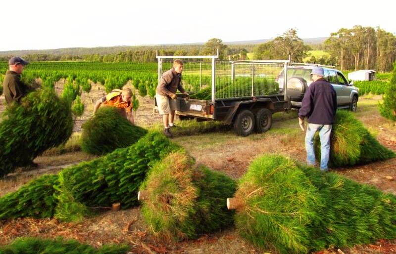 HELPERS: Volunteers collecting the trees in Daylesford. Picture: CONTRIBUTED