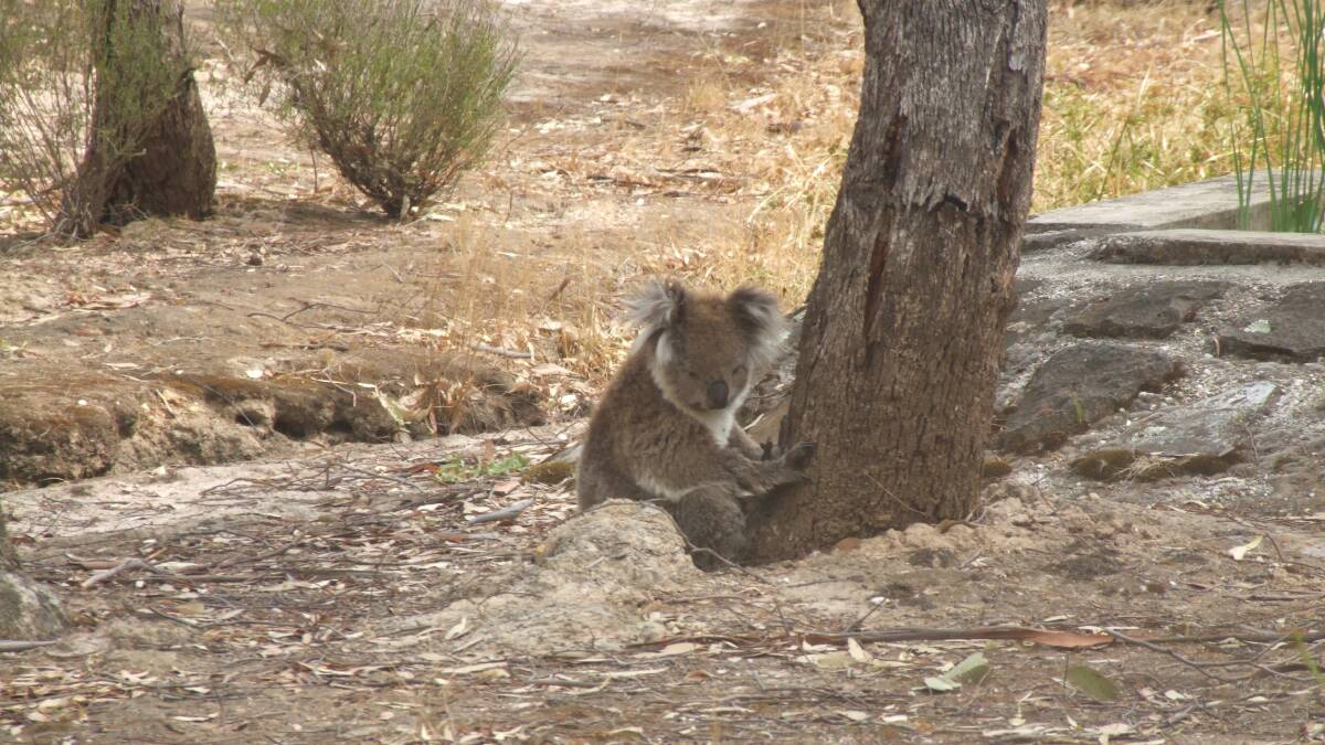 HOT: Billy the koala takes a drink from a fishpond before resting under a tree. 