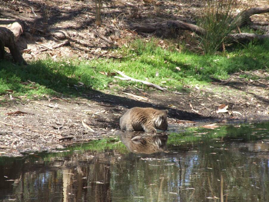 COOLING OFF: Charlie the Koala at Nev Walker's dam last week. Pictures: CONTRIBUTED