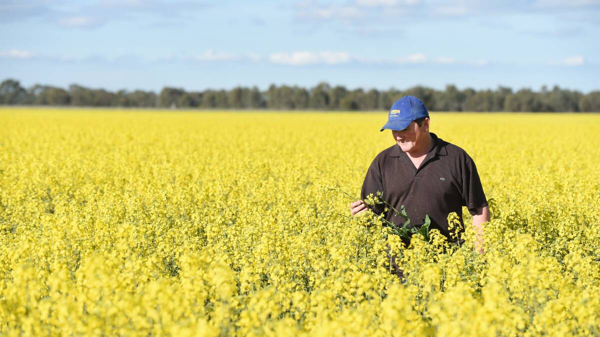 CLOSER INSPECTION: Serpentine farmer Andrew Maher has a close look at his canola, with concerns remaining over an invasive virus. Picture: JODIE DONELLAN