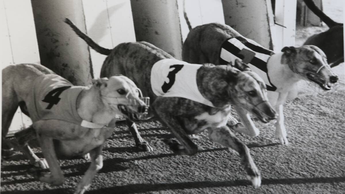 They're racing in heat two of the Bendigo Cup. Thorgil Tex won the heat in a then track record time of 24.09.