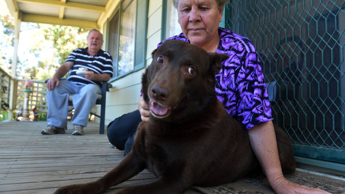 A Show Biz Family's Dog: Red dog's uncle Max enjoys a quiet moment with Len and Carol.
Picture: BRENDAN McCARTHY