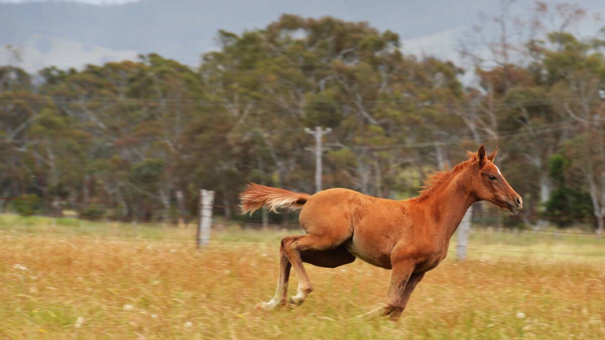 Spring foal Evi takes a run in her paddock.
Picture: BRENDAN McCARTHY