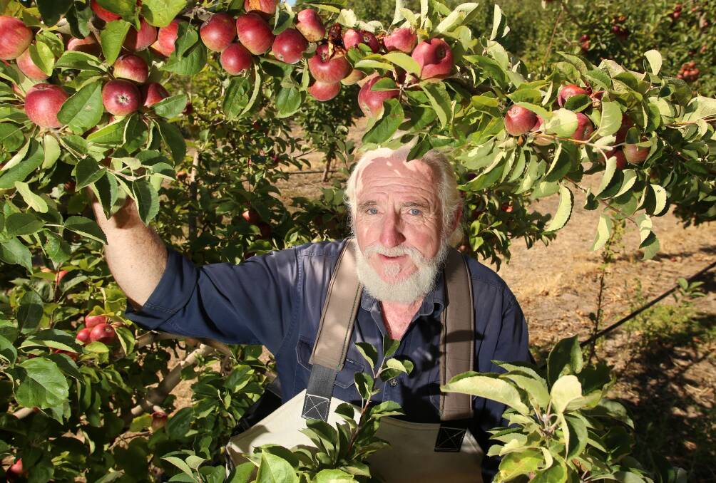 Apple grower and cider maker - Henrys of Harcourt, Drew Henry, is picking apples. 

Photo: GLENN DANIELS