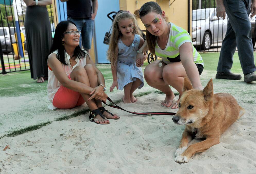 Ernie the dingo from Tooko Wildlife Displays takes gets some attention. Picture: JODIE DONNELLAN 
