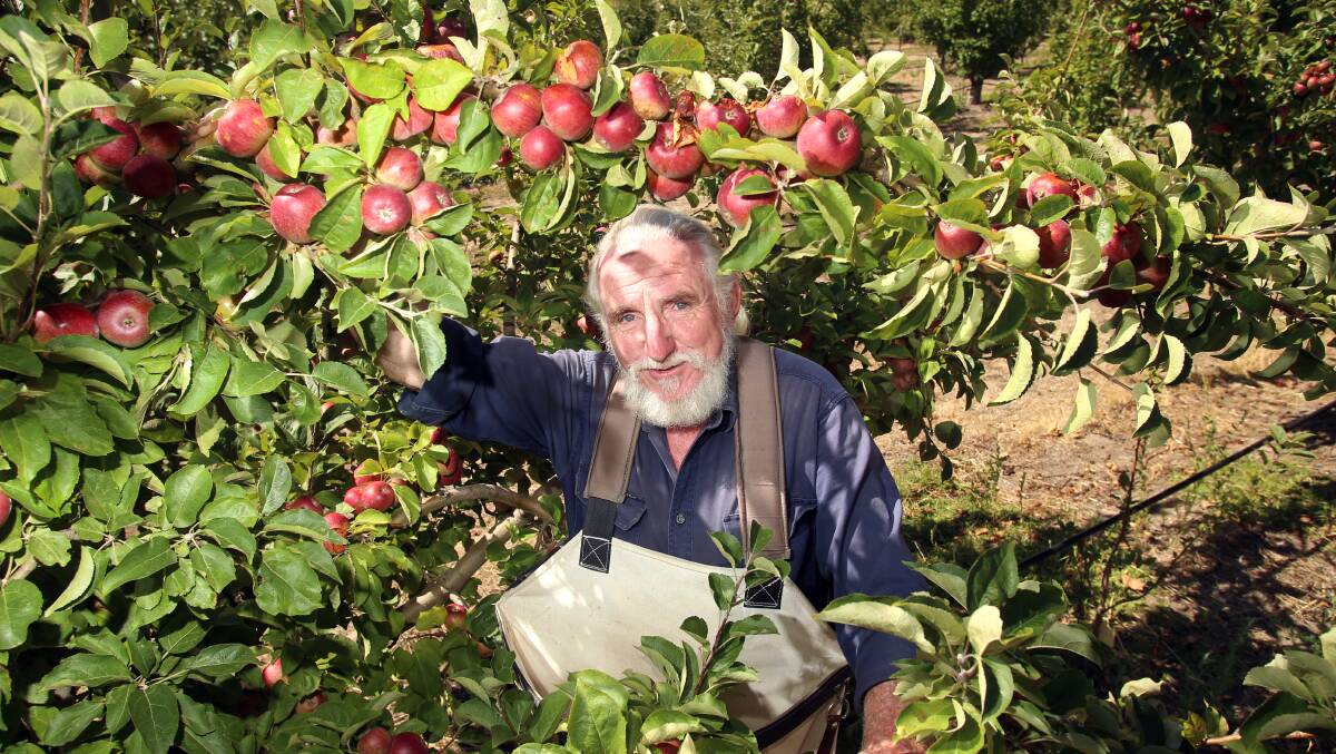 GOOD JUICE: Apple grower and cider maker Drew Henry picks apples. Picture: GLENN DANIELS